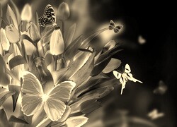 Sepia + Negatyw
