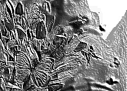 Skamielina