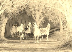 Sepia + Negatyw