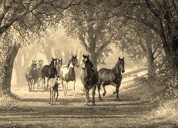 Sepia