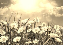 Szary + Sepia