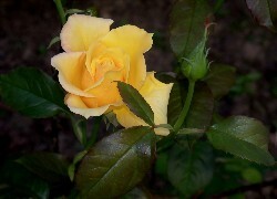 Oryginalny obrazek