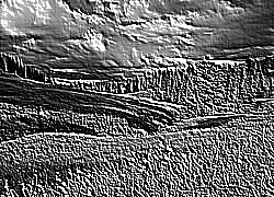 Skamielina