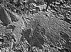 Skamielina