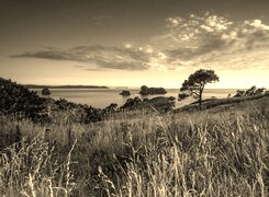 Sepia