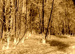 Sepia + Negatyw
