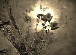Szary + Sepia