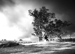 Szary + Sepia