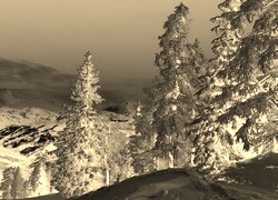 Sepia + Negatyw