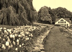 Szary + Sepia