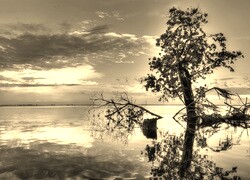 Szary + Sepia