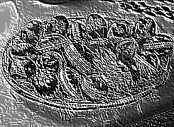 Skamielina