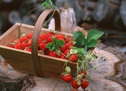 Oryginalny obrazek