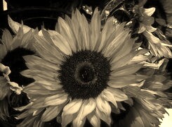 Szary + Sepia