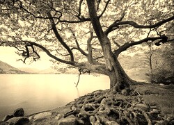 Szary + Sepia