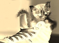 Sepia + Negatyw