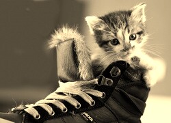 Szary + Sepia