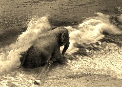 Szary + Sepia