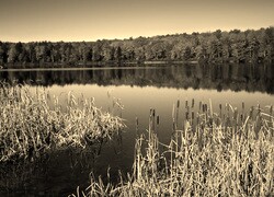 Szary + Sepia