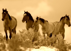 Sepia