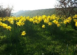 Oryginalny obrazek