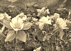 Szary + Sepia