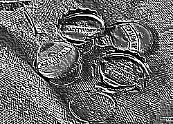 Skamielina
