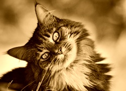 Sepia