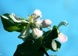 Oryginalny obrazek