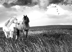 Szary + Sepia