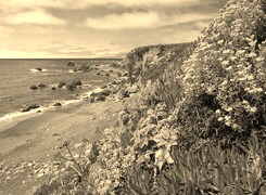 Szary + Sepia