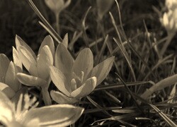 Szary + Sepia
