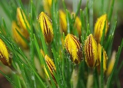 Oryginalny obrazek