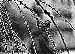 Skamielina