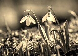 Szary + Sepia