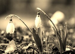 Szary + Sepia