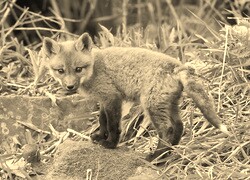 Szary + Sepia