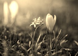 Szary + Sepia