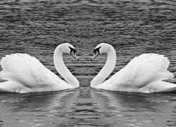 Szary