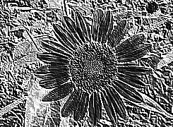 Skamielina