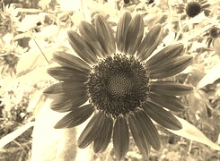 Szary + Sepia