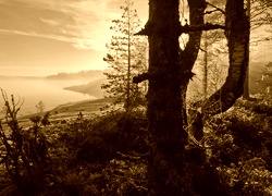 Sepia