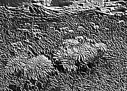 Skamielina