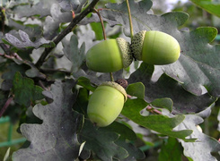 Oryginalny obrazek