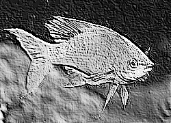 Skamielina
