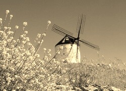 Szary + Sepia
