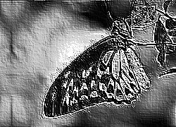 Skamielina