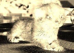Sepia + Negatyw
