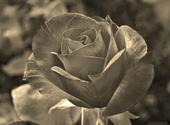 Szary + Sepia