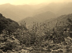 Szary + Sepia